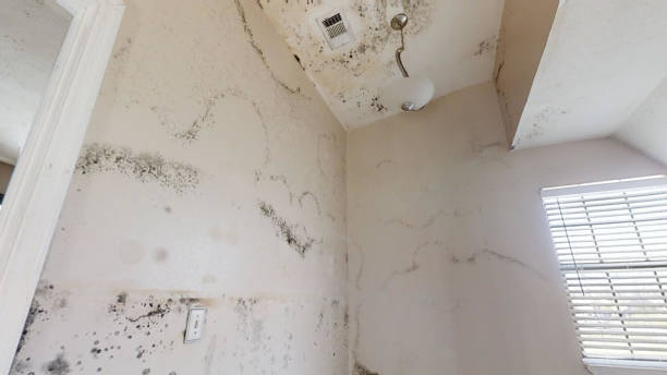 Best Mold-Related Health Consultation  in Dublin, GA