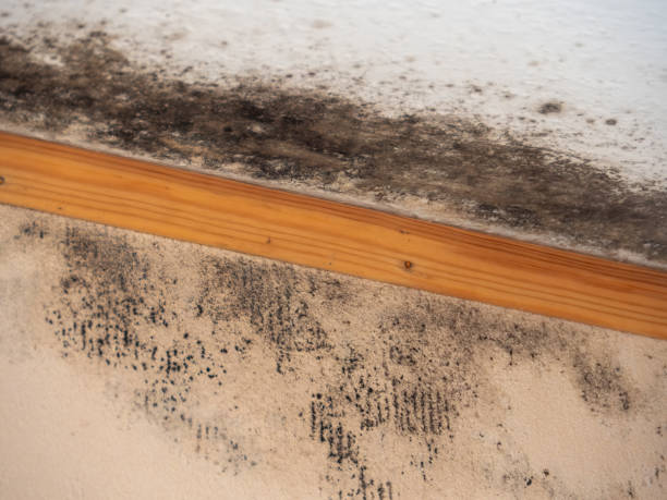 Best Mold Odor Removal Services  in Dublin, GA