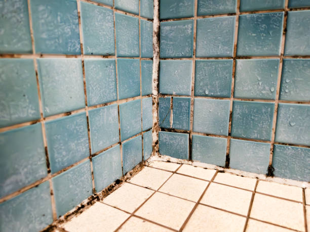 Best Mold Prevention Services  in Dublin, GA