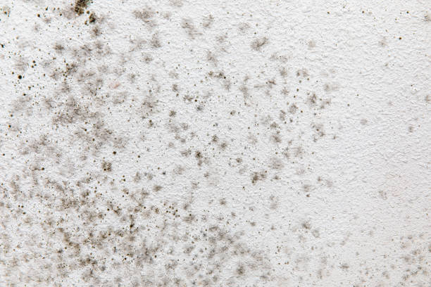 Dublin, GA Mold Removal Company