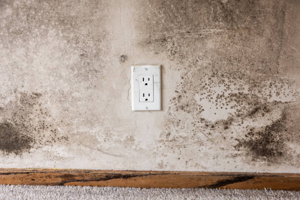 Best Basement Mold Removal  in Dublin, GA