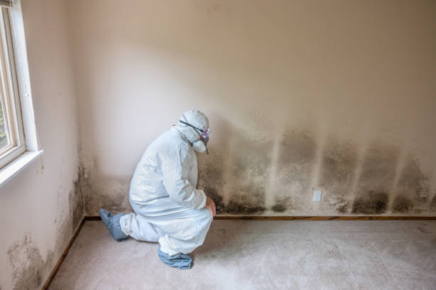 Mold Odor Removal Services in Dublin, GA