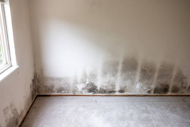  Dublin, GA Mold Removal Pros