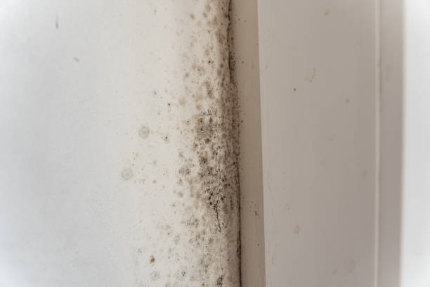 Best Mold Removal for HVAC Installations  in Dublin, GA