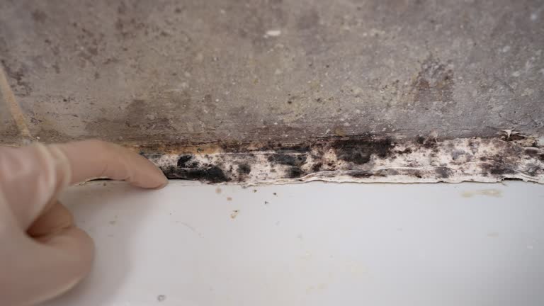 Best Emergency Mold Remediation  in Dublin, GA